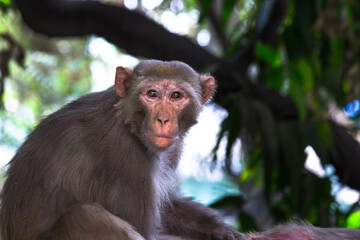 Monkey portrait in wildlife sitting under on the tree in tropical forest . Monkey in the nature. The rhesus macaque monkey . Monkeys portrait Close-up.
 Monkey lives in a natural forest of India. fun