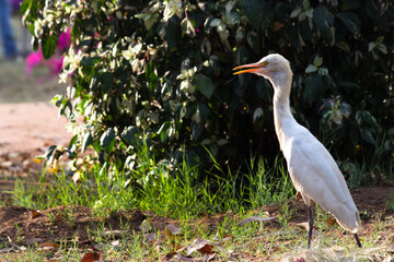 Nature wildlife image of Egret bird or Bubulcus ibis, or Heron perching and wild plants for pests and insecticides 
