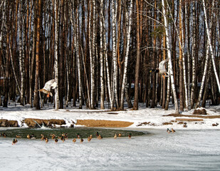 Flying mallard over the frozen pond with ducks on the background of trees