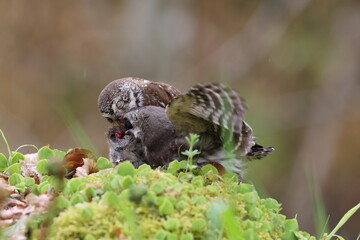 young Eurasian pygmy owl  is fed Swabian Jura Germany