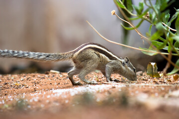 Squirrels are members of the family Sciuridae, a family that includes small or medium-size rodents. 
 The squirrel family includes tree squirrels, ground squirrels, chipmunks, marmots, flying squirrel