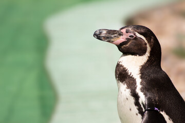 Closeup portrait of Humboldt penguin (Spheniscus humboldti) with blurred water basin in the background, copy space for text