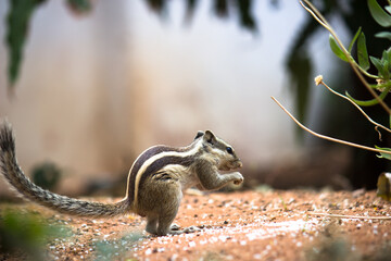 Squirrels are members of the family Sciuridae, a family that includes small or medium-size rodents. 
 The squirrel family includes tree squirrels, ground squirrels, chipmunks, marmots, flying squirrel