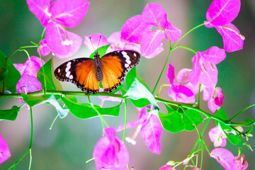 Close up of Plain Tiger (Danaus chrysippus) butterfly visiting flower in nature in a public park and feeding itself during springtime in India.
