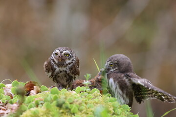 young Eurasian pygmy owl  is fed Swabian Jura Germany