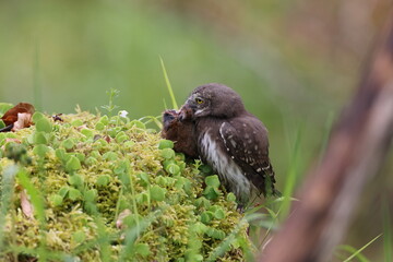 young Eurasian pygmy owl (Glaucidium passerinum) Swabian Jura Germany