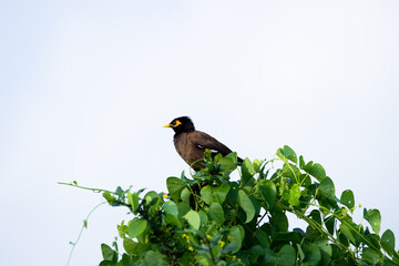  Common Myna - Acridotheres tristis or Indian myna , sometimes spelled mynah,member 
 of the family Sturnidae (starlings and mynas) native to Asia, invasive in Australia.
