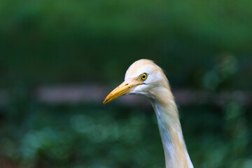 Nature wildlife image of Egret bird or Bubulcus ibis, or Heron perching and wild plants for pests and insecticides 
