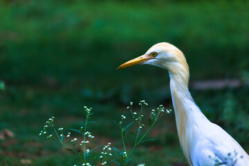 Obraz premium Nature wildlife image of Egret bird or Bubulcus ibis, or Heron perching and wild plants for pests and insecticides 