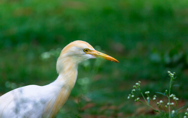 Nature wildlife image of Egret bird or Bubulcus ibis, or Heron perching and wild plants for pests and insecticides 
