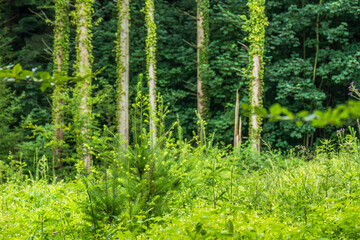 Fototapeta premium Wiederaufforstung und Wiederbegrünung im Mischwald