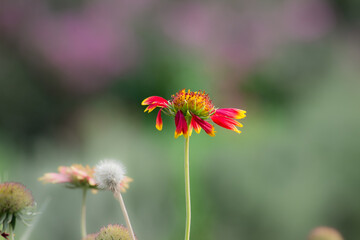 Gaillardia aristata red yellow flower in bloom, common blanketflower flowering plant, group of beautiful wild flowers, flower background
