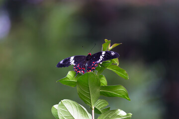 Papilio polytes, the common Mormon, is a common species of swallowtail butterfly widely distributed across Asia.  This butterfly is known for the mimicry displayed by the numerous forms of its female