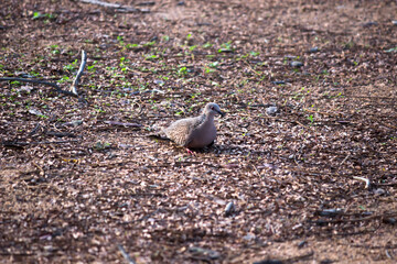 The European turtle dove is a member of the bird family Columbidae, the doves and pigeons. 
It breeds over a wide area of the south western Palearctic including north Africa but migrates to northern s