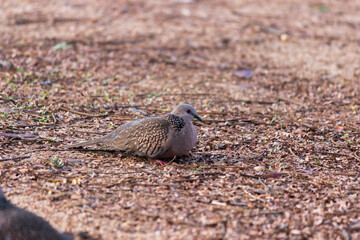The European turtle dove is a member of the bird family Columbidae, the doves and pigeons. 
It breeds over a wide area of the south western Palearctic including north Africa but migrates to northern s