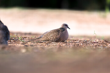 The European turtle dove is a member of the bird family Columbidae, the doves and pigeons. 
It breeds over a wide area of the south western Palearctic including north Africa but migrates to northern s
