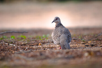 The European turtle dove is a member of the bird family Columbidae, the doves and pigeons. 
It...