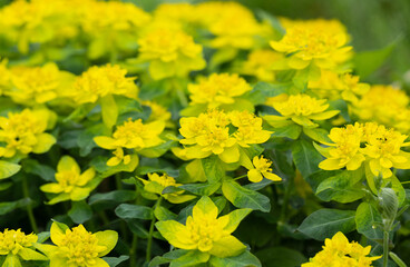 Cushion euphorbia yellow flowers in the garden close up. Cushion spurge, euphorbia epithymoide. Garden decorative flowers.