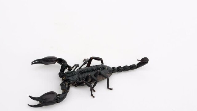 ein schwarzer skorpion sitzt und l&auml;uft auf wei&szlig;em untergrund, freisteller, 50fps