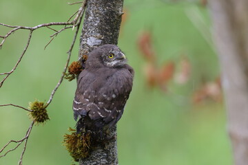 young Eurasian pygmy owl (Glaucidium passerinum) Swabian Jura Germany