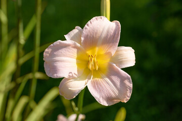 Hemerocallis Catherine Woodbury on a natural green background. Pink daylily flower close up....