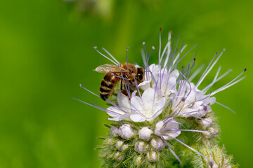A bee collects nectar from a phacelia flower.