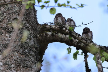 young Eurasian pygmy owl (Glaucidium passerinum) Swabian Jura Germany