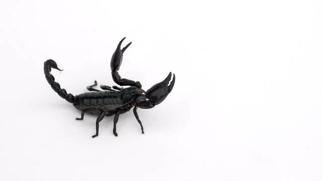 ein schwarzer skorpion zeigt scheren und stachel zur abwehr, auf wei&szlig;em untergrund gefilmt, freisteller, 50fps