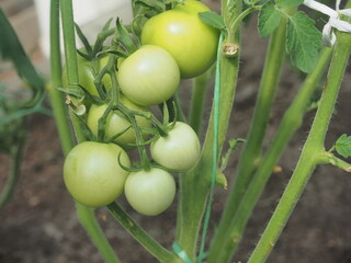 Green tomato fruits hang on the branches. Vegetable growing.