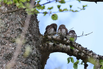 young Eurasian pygmy owl (Glaucidium passerinum) Swabian Jura Germany