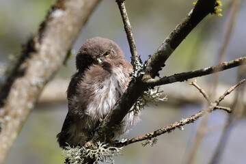 young Eurasian pygmy owl (Glaucidium passerinum) Swabian Jura Germany