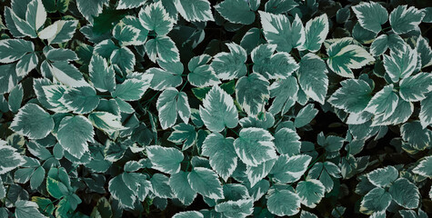 Leaves pattern, natural pattern. White leaf green pattern Natural beauty, growing bushes with leaves in the garden, top view