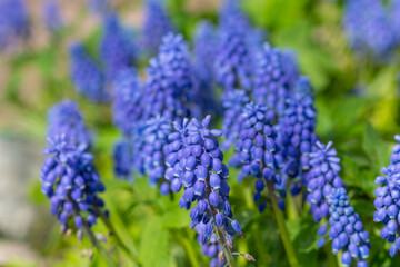 Blue Grape Hyacinth. Flowers Muscari. flowers in spring garden. Muscari is a genus of perennial bulbous plants native to Eurasia. First blue Springs flowers.