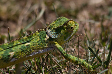 Chameleon on the tree