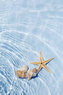 Starfish and seashells floating on Water. Sun and shadows. Minimal nature background.