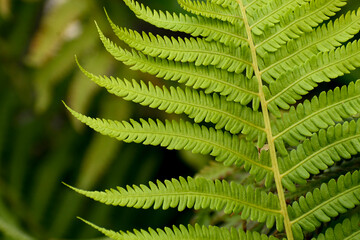 Fern leaves close up. Forest plants in bloom. 