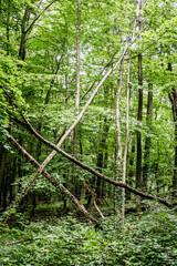 Obraz premium Sturmschaden im Wald
