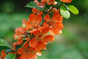 Red quince flowers on a natural green background. Garden flowering tree. Summer floral background. Flower for postcard or greeting card.