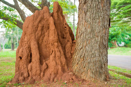 landscape view of heaped red sand, and a cropped tree- close up image of ant hill