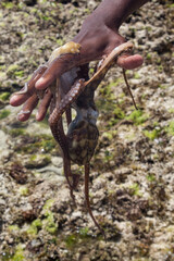 hand holding an octopus
