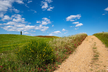 Panoramic view of the Tuscan countryside Val d'Orcia Siena Tuscany, Italy. Country road with flowering fields on a summer day with blue sky, clouds and cypress. Italian countryside Europe.