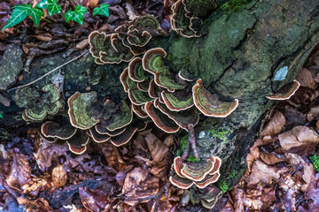 Baumpilz Trametes