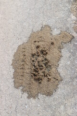 Pferdemist auf dem Feldweg. Rossäpfel.