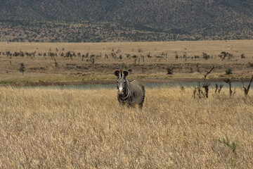 Obraz premium Zebra grazing in a field