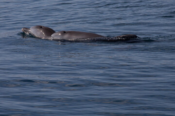 Obraz premium dolphins in the water