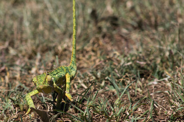 Chameleon walking on the grass