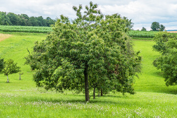 Fototapeta premium Baumgrundstück mit alten Obstbäumen