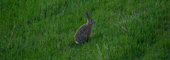 Wilde hare