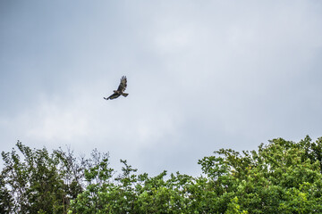 Greifvogel am blauen Himmel