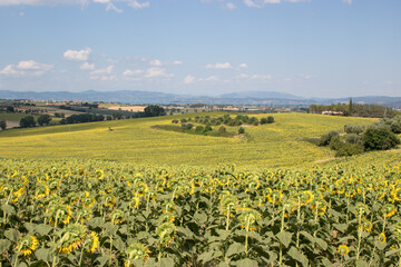 Fototapeta na wymiar Sunflowers in the Italian countryside